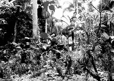 Singa Botanical Garden 1