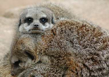 A Pile of Meerkats