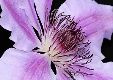 Clematis in Detail
