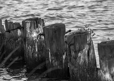 wood logs at the sea