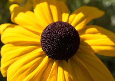 Summertime BlackEyedSusan