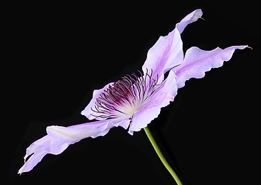 Profile of a Clematis Flow