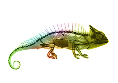 Chameleon X Ray