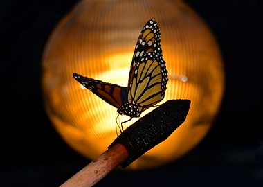 photography DLT 076AAA