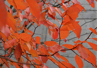 Fall Leaves 2