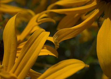 More Summer Time Yellow