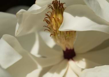Close up of White Flowers