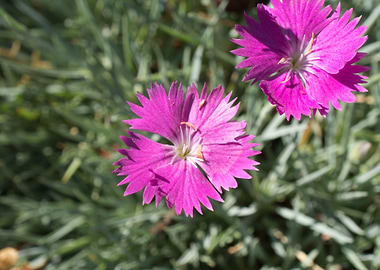 PurpleFlowersCloseUp