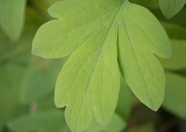 Close up of a leaf