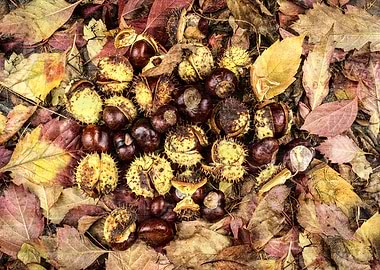 Chestnuts in autumn
