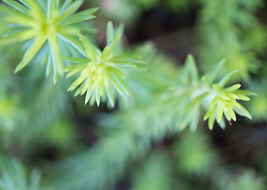 PurpleBlueFlowerMacro