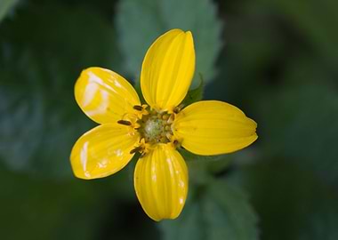 SmallYellowFlower