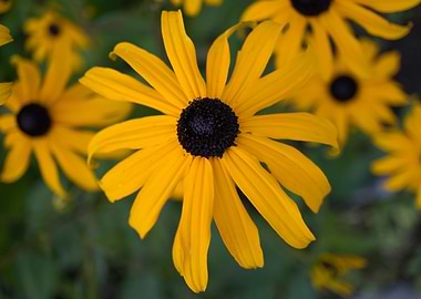 SummerYellowAgainAndAgain