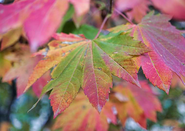 Fall Leaves 1