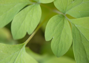 Close up of leaves