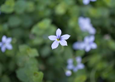 Macro of a small flower