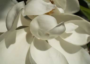 Close up of White Flowers2