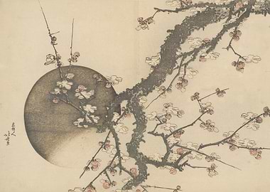 Plum Blossom