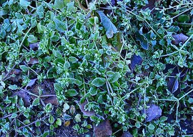 Frost Blue green grass