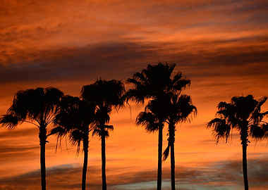 Palms at dusk