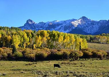 Rocky Mountain cattle coun