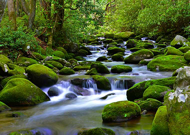 Smoky Mountain stream