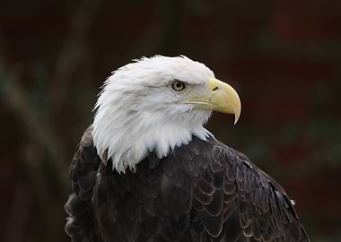American Bald Eagle
