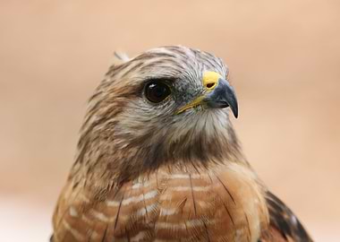 Hawk portrait