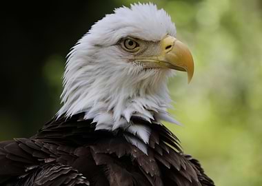 American Bald Eagle