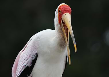 Yellow billed Stork