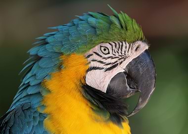 Blue yellow Macaw