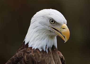 American Bald Eagle