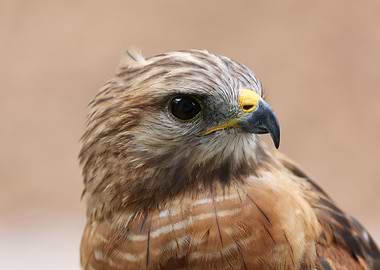 Hawk portrait