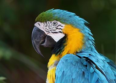 blue yellow macaw