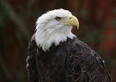 American Bald Eagle
