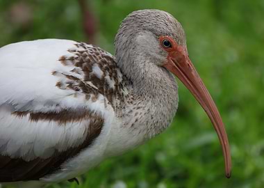 white ibis