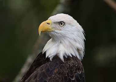 American Bald Eagle