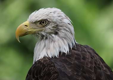 American Bald Eagle