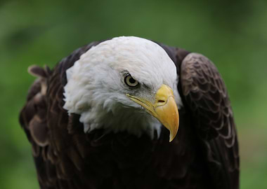 American Bald Eagle