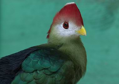 Red crested Turaco