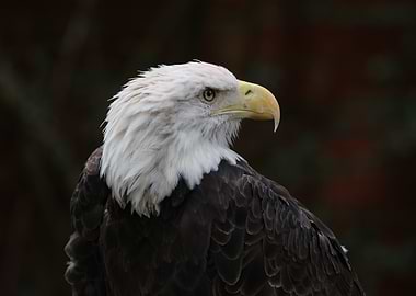 American Bald Eagle