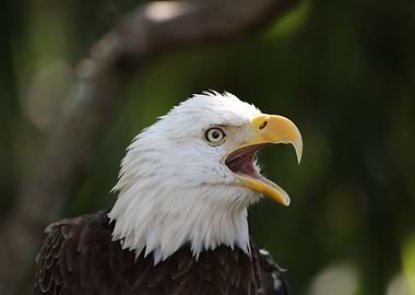 American Bald Eagle