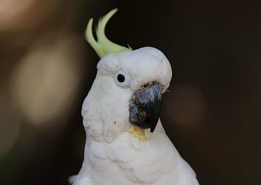 White cockatoo