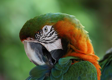 Green Orange Macaw