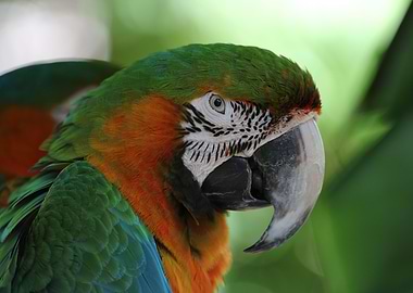 Hybrid Green Orange Macaw