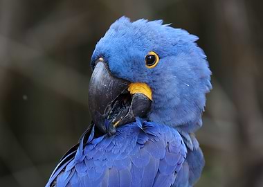 Hyacinth Macaw