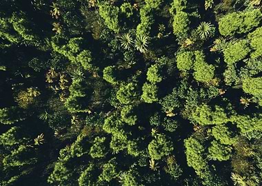 Trees from above