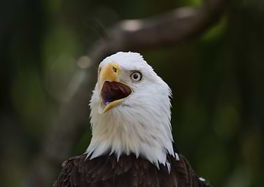 American Bald Eagle