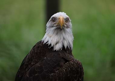 American Bald Eagle