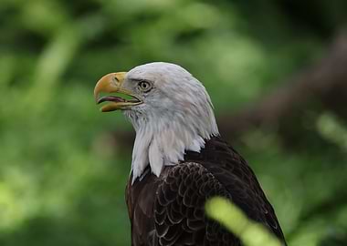 American Bald Eagle